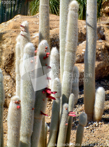 Image of tall cactie coming into flower