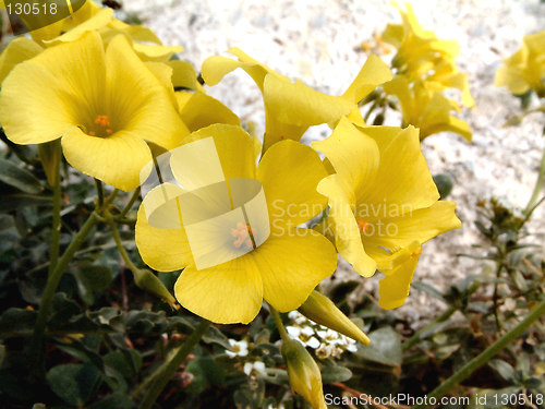 Image of yellow flowers growing amongst the rocks