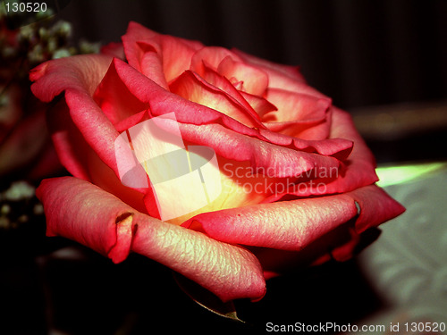 Image of rich coloured tea rose