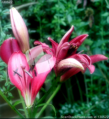 Image of soft focus red lily