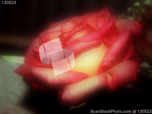 Image of soft focus tea rose