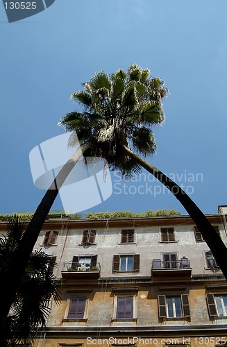 Image of Two palm trees and old building