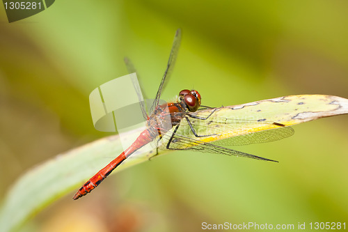 Image of dragonfly