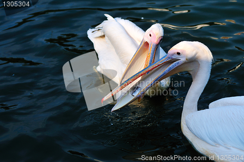Image of Pelicans