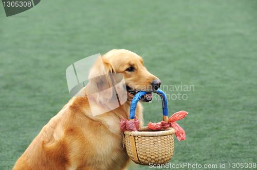 Image of Golden retriever dog holding basket