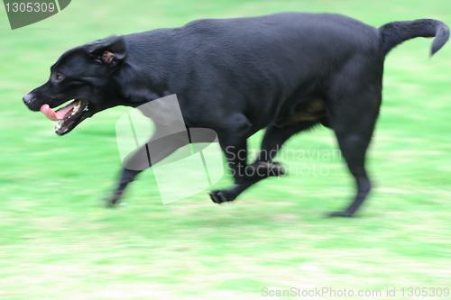 Image of Dog running