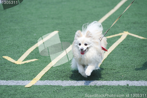 Image of White Pomeranian dog running