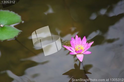 Image of Water lily flower