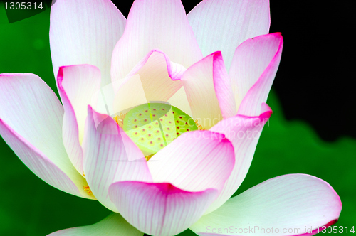 Image of Close-up of lotus flower