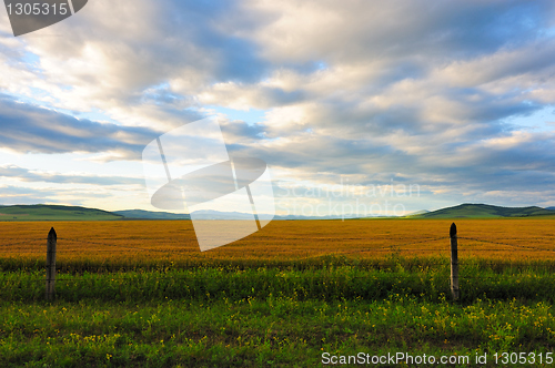 Image of Wheat field in grassland