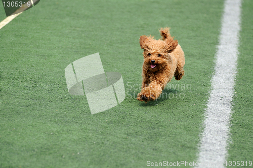 Image of Little toy poodle dog running