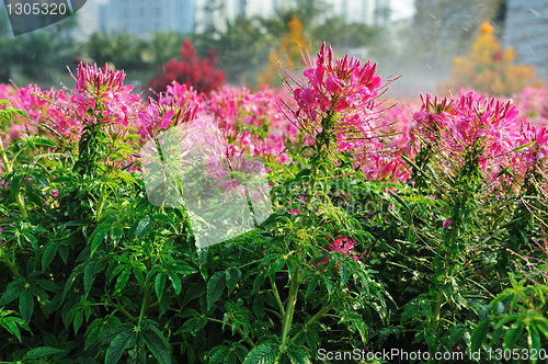 Image of Flowers in garden