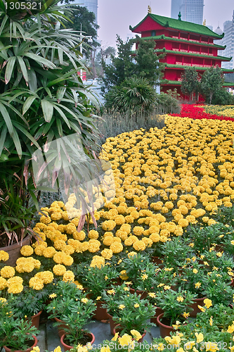 Image of Flowers in Garden