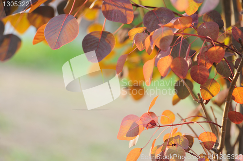 Image of Colorful leaves