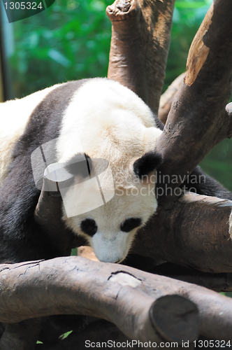 Image of Giant panda