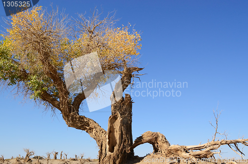 Image of Dead tree