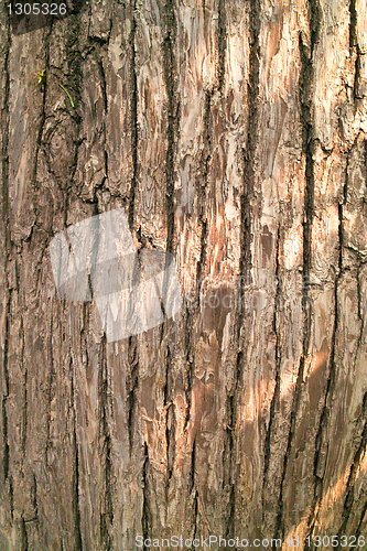 Image of Pear tree bark