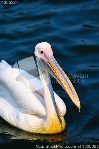 Image of Pelican bird