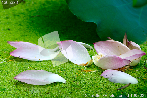 Image of Fallen petals