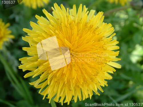 Image of Yellow Dandelion