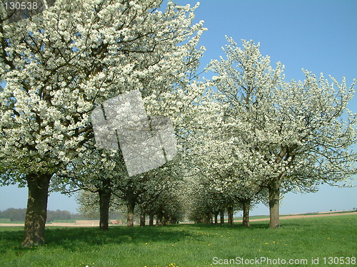 Image of Apple trees