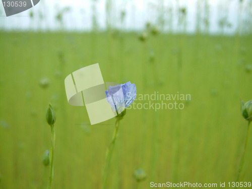 Image of Blue flax flower