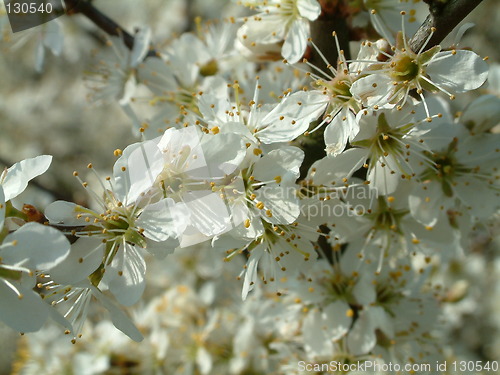 Image of White flower