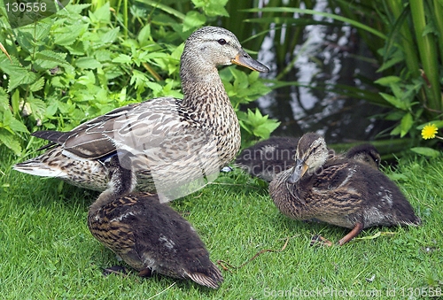 Image of Mallard