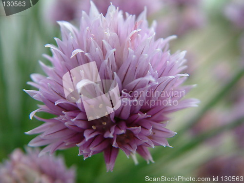 Image of flower