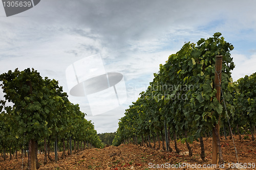 Image of Vineyard