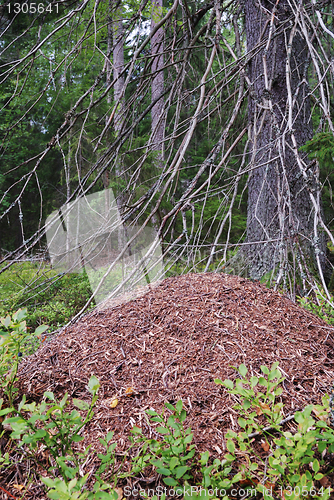 Image of big anthill in the spruce forest 