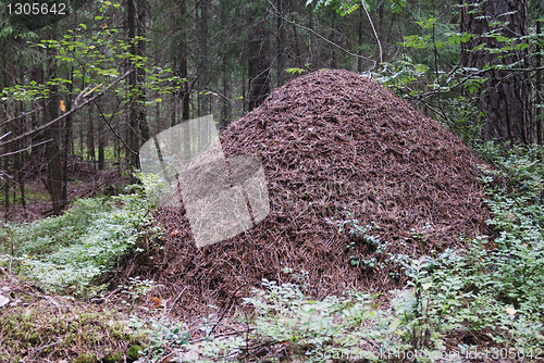 Image of big anthill in the spruce forest 