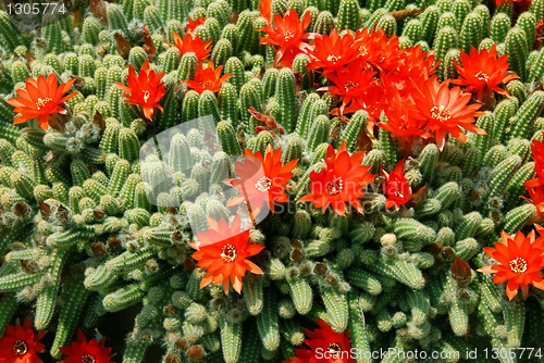 Image of Cactus red flowers