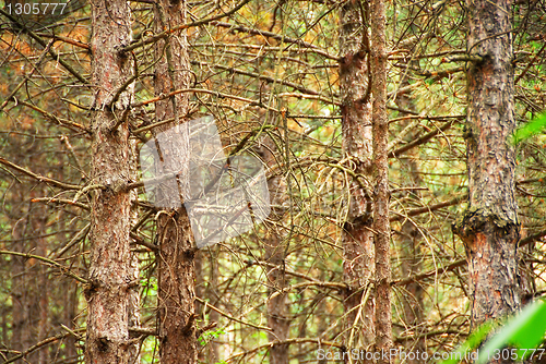Image of Pine trees trunk background