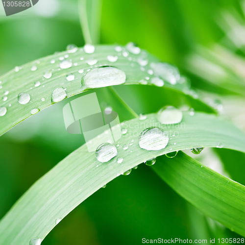 Image of water drops