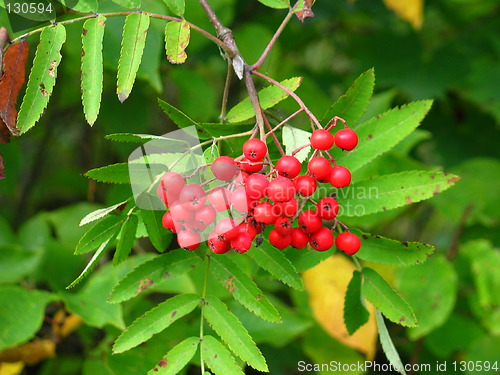 Image of Rowanberry closeup