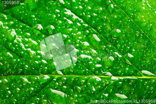 Image of green leaf 