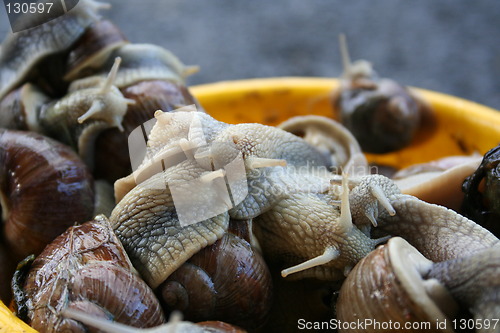 Image of Snails