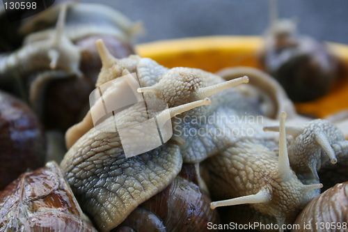 Image of Snails