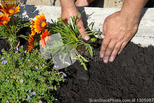 Image of Planting flowers