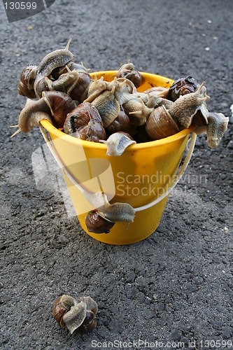 Image of Snails