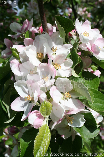 Image of apple bloom