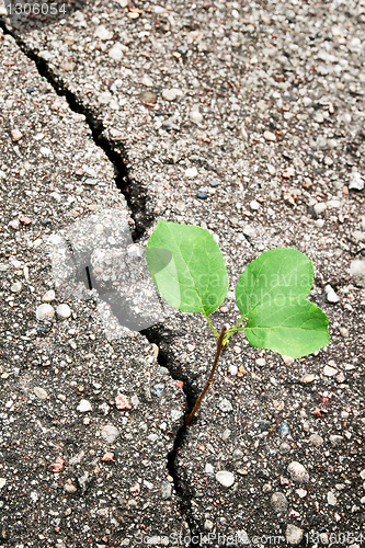 Image of Green plant 