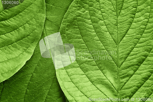 Image of green leafs