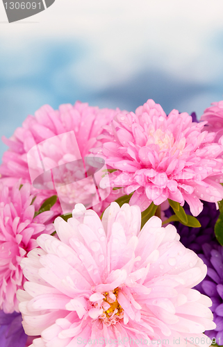 Image of Dahlia Flowers