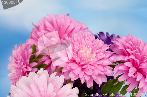 Image of Dahlia Flowers 