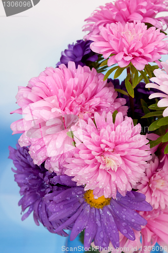 Image of Dahlia Flowers