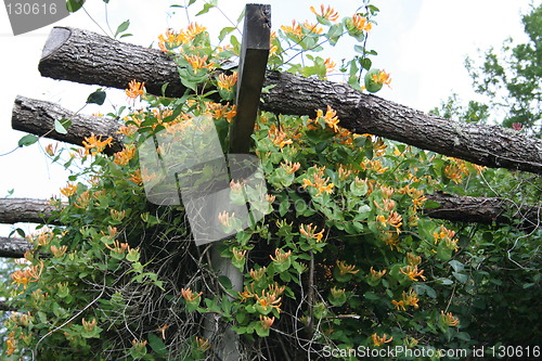 Image of Yellow-orange honeysuckle