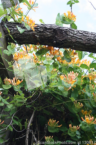 Image of Honeysuckle