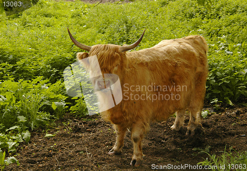 Image of Young Highland Cow